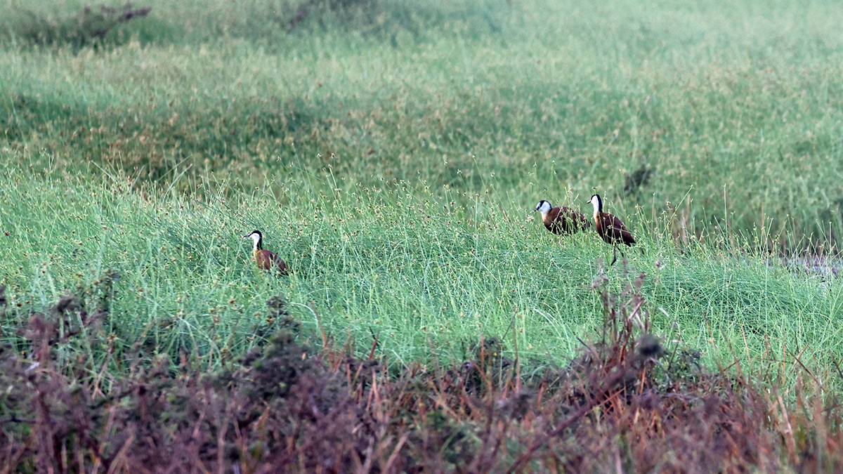 African Jacana